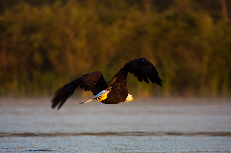 Bald Eagle In Flight